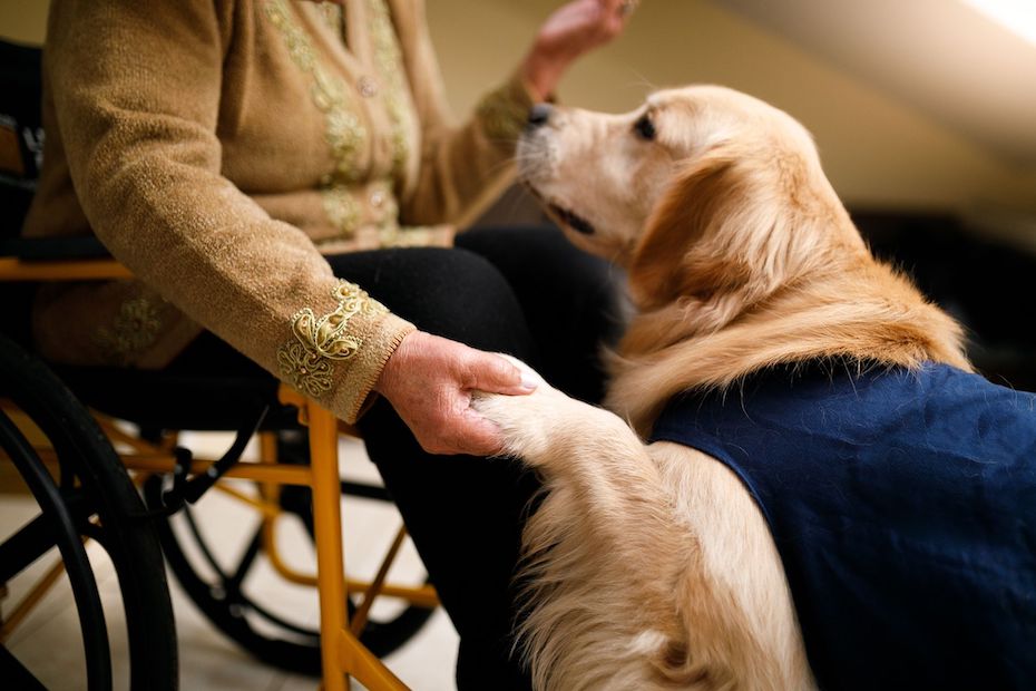 What Are Service Dogs For Anxiety Called?
