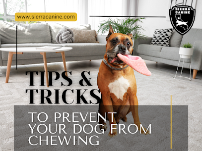 5 Tips for Training Your Chew-Happy Dog